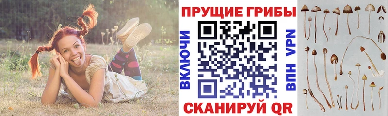 Галлюциногенные грибы Psilocybe  Родники 
